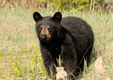 Black bear foraging in the field while exposing its big body, head, big ears, eyes, nose, muzzle, paws, black fur in its surrounding and environment. clipart