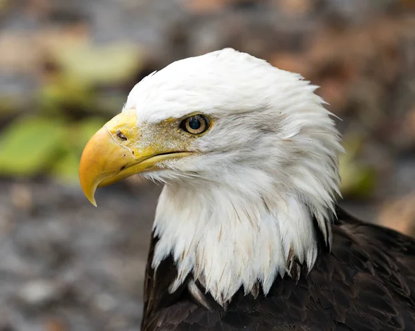 Bald Eagle Head Shot Close Profile View Blur Background Displaying — Fotografia de Stock