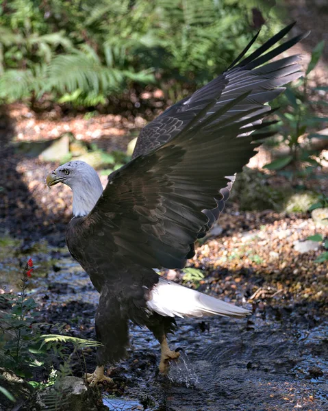 Bald Eagle Obraz Chodzenie Wodzie Wyświetlając Rozłożone Skrzydła Brązowe Pióra — Zdjęcie stockowe