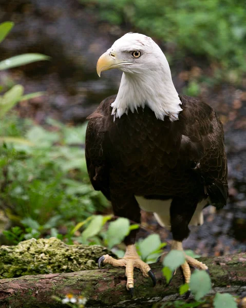 Pájaro Águila Calva Vista Primer Plano Del Perfil Encaramado Tronco — Foto de Stock