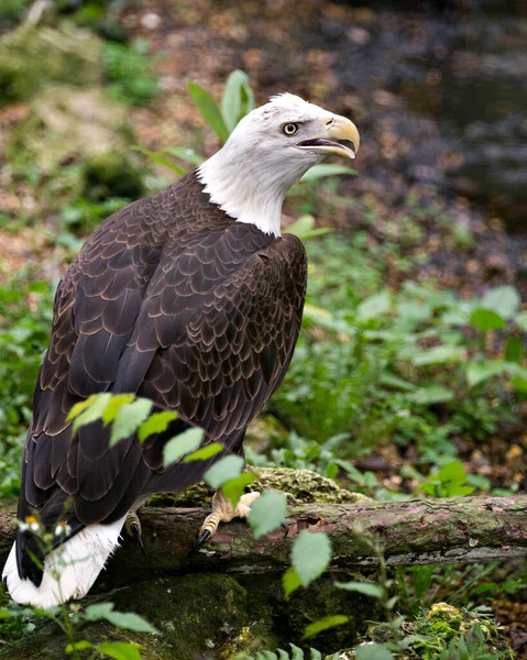 Bald Eagle bird close-up profile view with opened beak displaying brown feathers plumage, white head, eye, yellow beak, talons, in its surrounding and environment with bokeh  background.