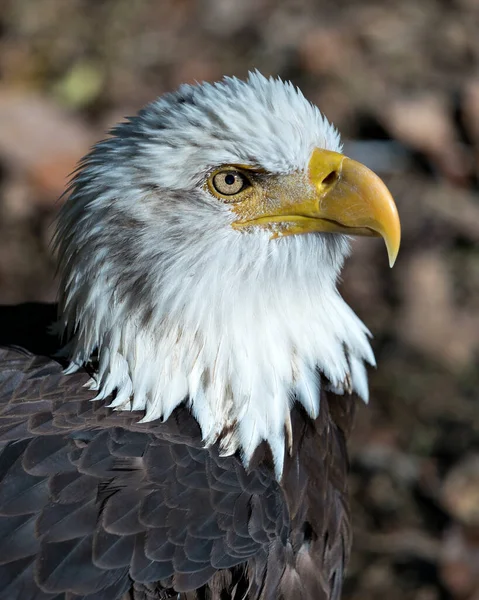 Calvo Águila Cabeza Pájaro Disparo Cerca Vista Perfil Con Fondo — Foto de Stock