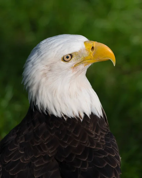 Weißkopfschuss Aus Nahaufnahme Für Ein Porträt Das Kopf Auge Schnabel — Stockfoto