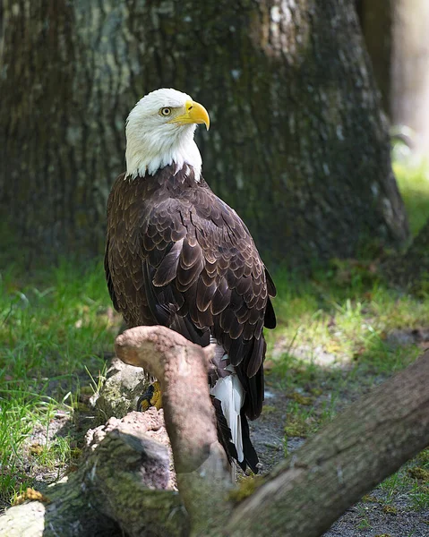 Eagle Bald Eagle Bird Perched Log Displaying Brown Feathers Head — Stock Photo, Image