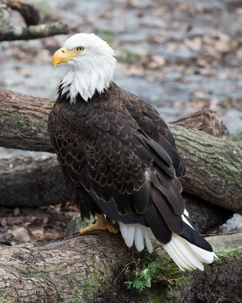 Weißkopfseeadlervogel Auf Einem Baumstamm Mit Braunen Federn Kopf Auge Schnabel — Stockfoto