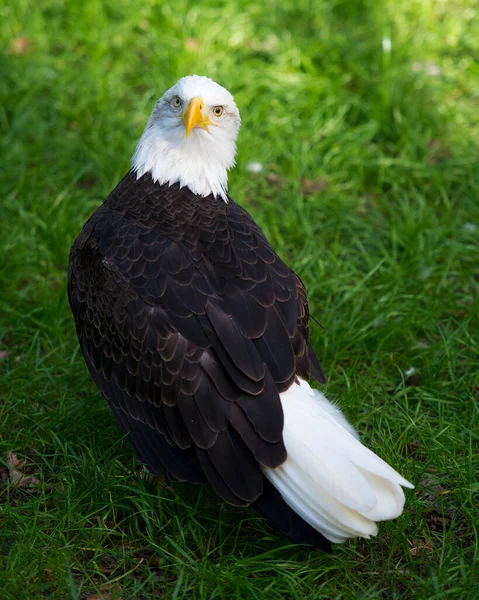 Bald Eagle Bird Close Profile View Exibindo Seu Corpo Cabeça — Fotografia de Stock