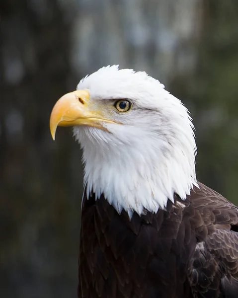 Weißkopfseeadlervogelkopf Großaufnahme Für Ein Porträt Mit Kopf Auge Schnabel Weißer — Stockfoto