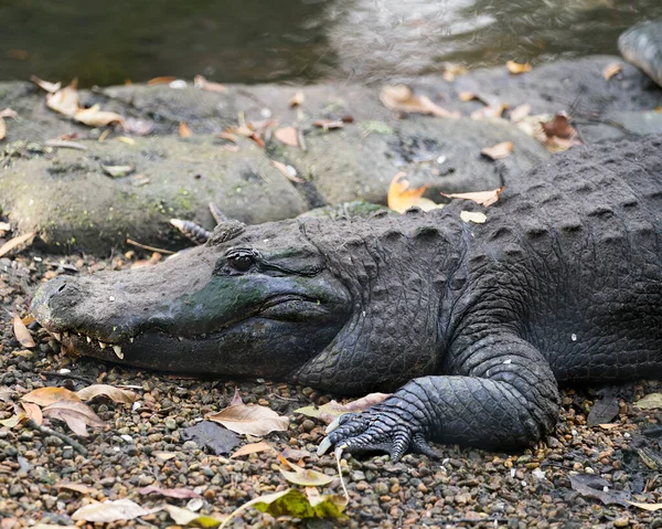 Alligator Vista Primer Plano Del Perfil Descansando Junto Agua Exponiendo — Foto de Stock