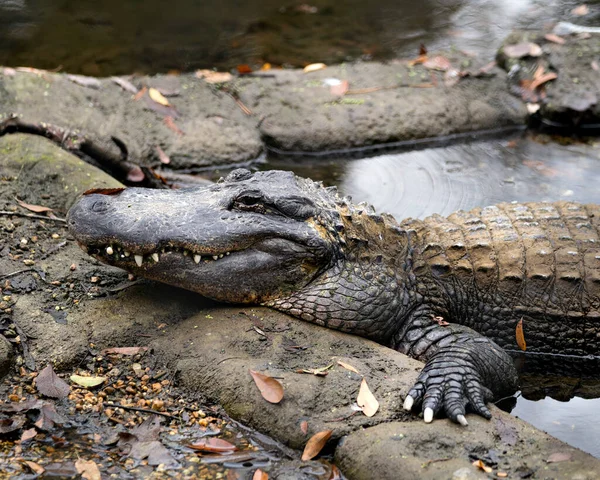 Alligator Vista Primer Plano Del Perfil Por Agua Que Muestra — Foto de Stock