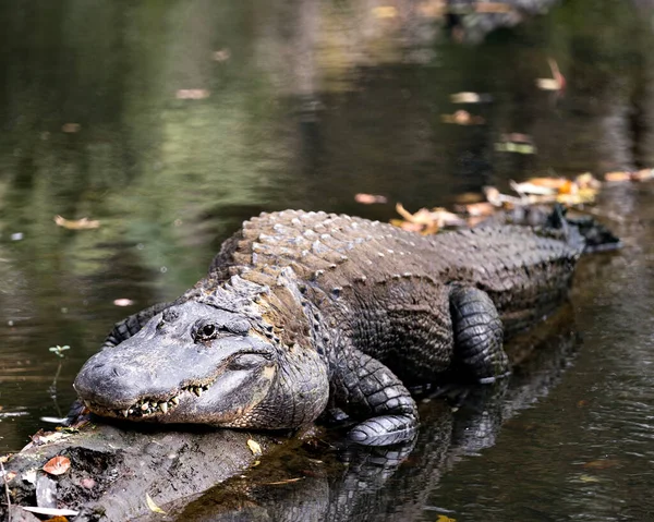 Alligator Vista Primer Plano Del Perfil Descansando Junto Agua Tronco — Foto de Stock