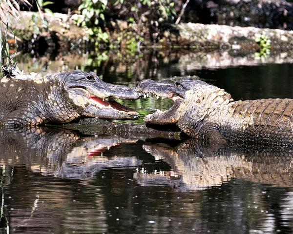 Pareja Cocodrilos Vista Primer Plano Del Perfil Que Muestra Cabezas — Foto de Stock