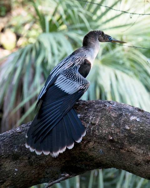 Aninga Uccello Femmina Appollaiato Mostrando Suo Corpo Testa Becco Ali — Foto Stock