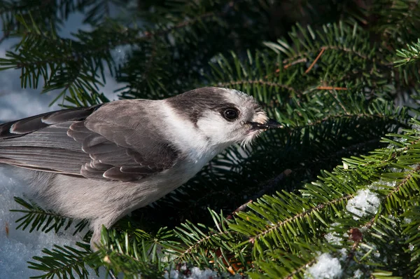 Gray Jay bird perched on a tree branch while exposing its body, head, eye, beak, tail, plumage with a  background enjoying its surrounding and environment in the winter season.