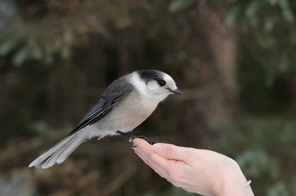 Grey Jay bird perch on a human hand with a bokeh background exposing its body, head, beak, eye, plumage, tail, feet in its environment and surrounding.