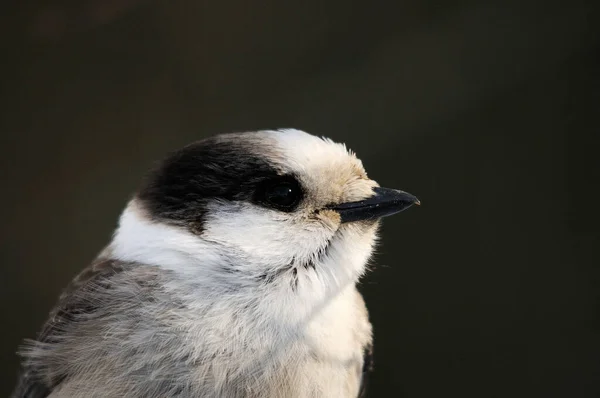 Vue Rapprochée Profil Tête Oiseau Gris Jay Avec Fond Noir — Photo