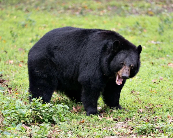 Orso Nero Vista Profilo Close Animale Nella Foresta Sbadigliare Bocca — Foto Stock