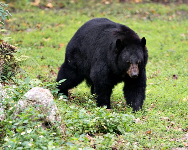 Vue Profil Rapprochée Ours Noir Dans Forêt Montrant Tête Les — Photo