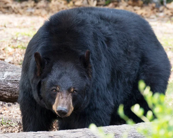 Urso Preto Perto Floresta Expondo Seu Corpo Cabeça Orelhas Olhos — Fotografia de Stock