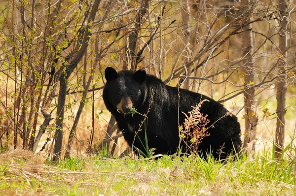 Urso Preto Arbusto Desfrutando Sua Envolvente Envolvente — Fotografia de Stock