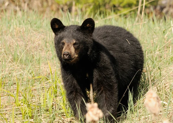 Urso Negro Forrageando Campo Enquanto Expõe Seu Corpo Grande Cabeça — Fotografia de Stock