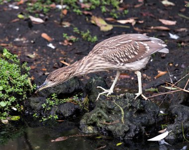 Siyah tacı takmış Gece Balıkçıl yavru kuş. Suyun kenarındaki bir dala tüy, baş, gaga, göz gibi kahverengi tüylerini çevresine ve çevresine tünemiş yeşil bir arka plan ile tünemiş.