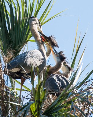 Mavi balıkçıl kuşları yuvadaki mavi balıkçıl kuşlarını besliyor. Çevrelerinde ve çevresinde mavi bir gökyüzü var.
