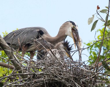 Mavi balıkçıl kuşları yuvaya yakın profil görüntüsü veriyor, mavi tüylerini, kanatlarını, gagalarını, gözlerini, çevrelerinde mavi bir gökyüzü arka planına sahip uzun bacaklarını ve çevresini gösteriyorlar.