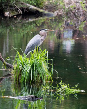 Bleu Herons onun ortamında.