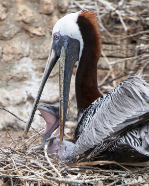 Kahverengi pelikan kuşu yavru pelikanını beslerken vücudunu, başını, gagasını, gözünü, etrafındaki tüyleri ve arka planını gösterir.