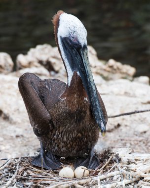 Kahverengi pelikan kuşunun yakından profil görüntüsü yuvadaki yumurtalarının üzerine oturmuş kahverengi tüylerini, başını, gözünü, gagasını, ayaklarını gösteren bokeh bir arka planı var..