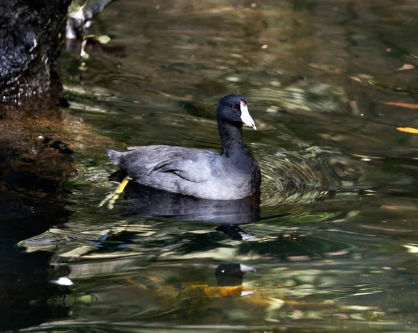 Svart Skoter Eller Amerikansk Skoter Fågel Närbild Simmar Vattnet Visar — Stockfoto