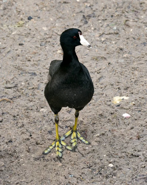 Macreuse Noire Macreuse Américaine Près Sol Montrant Plumage Noir Corps — Photo