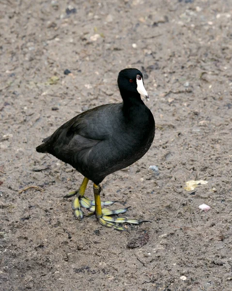 Macreuse Noire Macreuse Américaine Près Sol Montrant Plumage Noir Corps — Photo