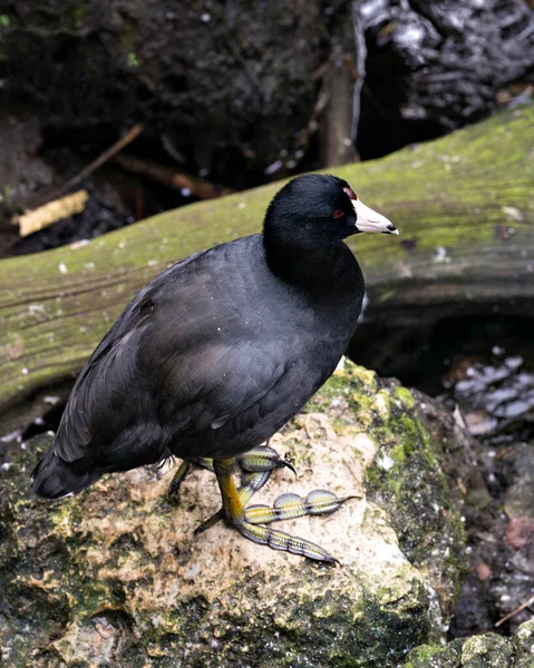 Macreuse Noire Macreuse Américaine Près Eau Debout Sur Rocher Montrant — Photo