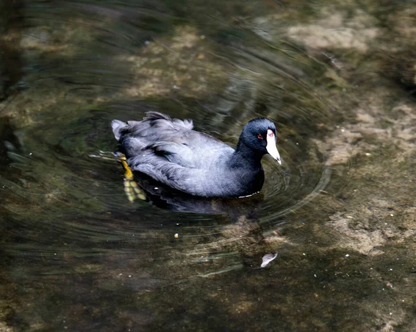 Macreuse Noire Macreuse Amérique Près Dans Eau Montrant Tête Ses — Photo