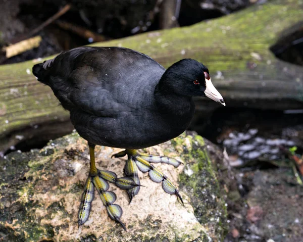 Macreuse Noire Macreuse Américaine Près Eau Debout Sur Rocher Montrant — Photo