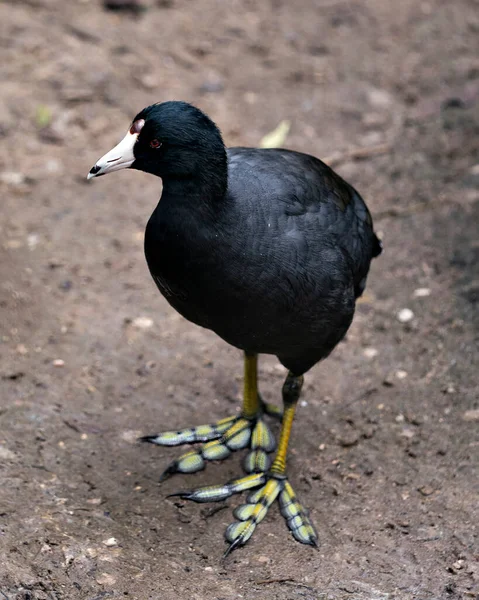 Schwarzer Scoter Oder American Scoter Vogel Aus Nächster Nähe Auf — Stockfoto