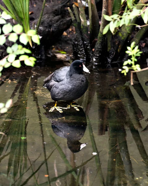 Черный Скотер Американская Птица Скотер Вблизи Профиля Воде Показывая Голову — стоковое фото