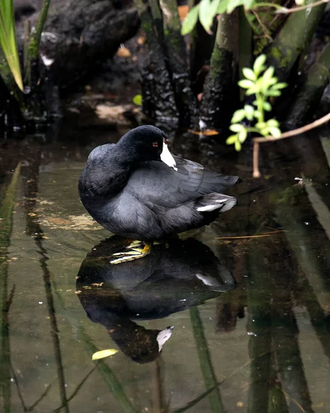 苏格兰黑人或美国苏格兰黑人鸟儿呆在水里 露出它的头 脚和黑色羽毛 享受着周围的环境 四周映衬出优美的倒影 — 图库照片