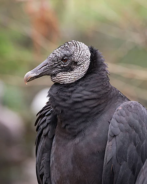 Cabeza Buitre Negro Cerca Mostrando Cabeza Ojo Pico Plumaje Negro — Foto de Stock