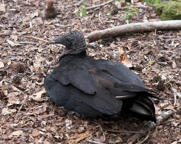 Pájaro Buitre Negro Cerca Con Alas Extendidas Mostrando Cabeza Ojo — Foto de Stock