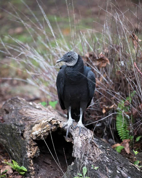 Pájaro Buitre Negro Cerca Con Alas Extendidas Mostrando Cabeza Ojo — Foto de Stock