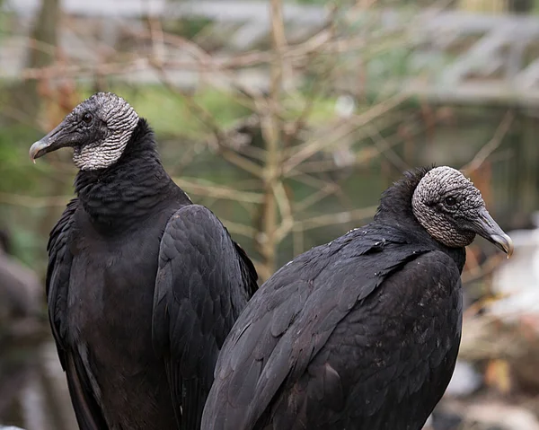 Black Vulture bird couple close up perched showing its head, eye, beak and black plumage and enjoying its environment and surrounding with a nice bokeh background.