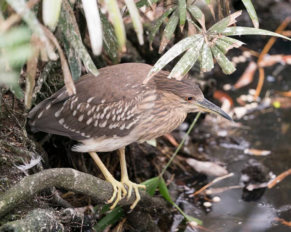 Schwarzgekrönter Nachtreiher Jungvogel Nahaufnahme Der Auf Einem Zweig Wasser Hockt — Stockfoto