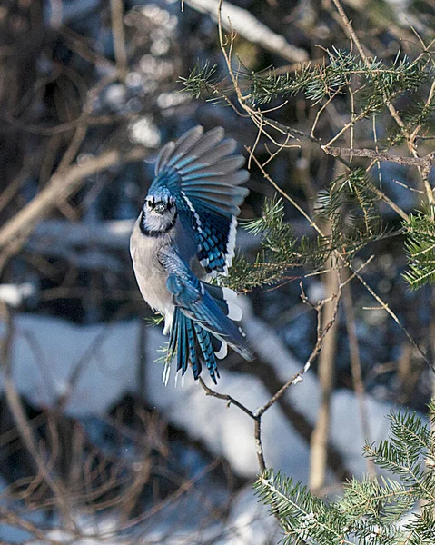 Blue Jay bird flying on a spruce tree in the winter season while exposing its spread wings, tail,body, head, eye, feet, beak in its wild environment and surrounding with a bokeh background.