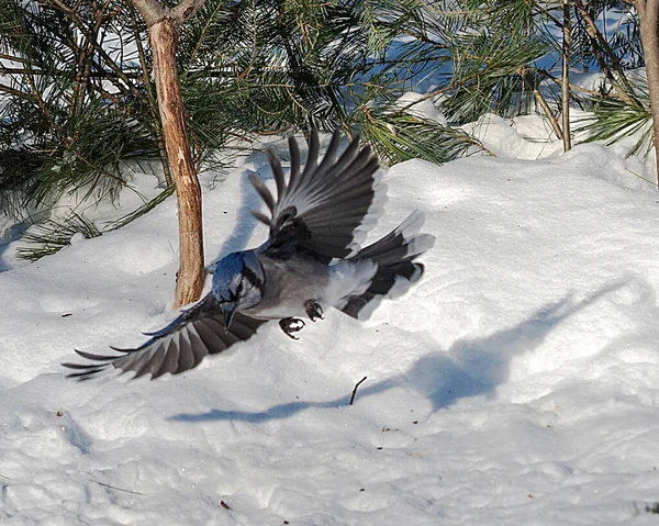 Blue Jay Pájaro Disfrutando Temporada Invierno Mientras Expone Cuerpo Cabeza —  Fotos de Stock