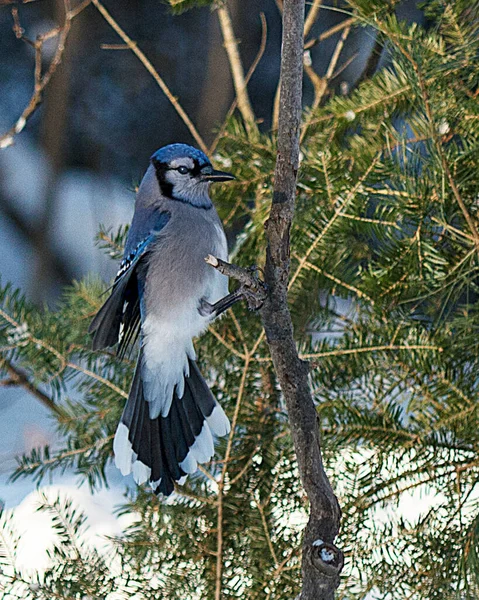 青いジェイ鳥は その体 足を公開しながら 冬の季節を楽しんで その野生の環境と周辺でくちばし — ストック写真