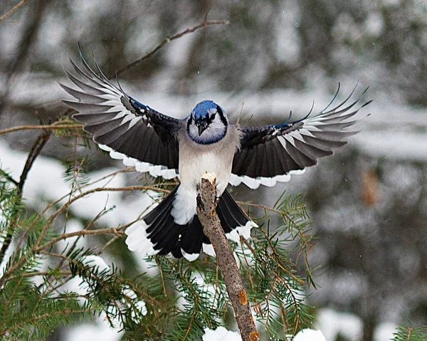 Mavi Jay Kuşu Kış Mevsiminin Tadını Çıkarırken Vücudunu Başını Gözünü — Stok fotoğraf