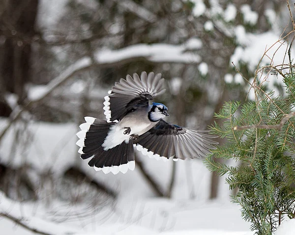 Blue Jay Pájaro Disfrutando Temporada Invierno Mientras Expone Cuerpo Cabeza —  Fotos de Stock