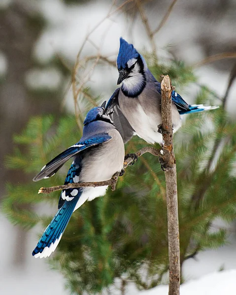 Blue Jay Vogels Close Profielweergave Hoog Een Tak Interactie Het — Stockfoto